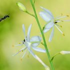 Ästige Graslilie (Anthericum ramosum)