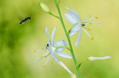 Ästige Graslilie (Anthericum ramosum)