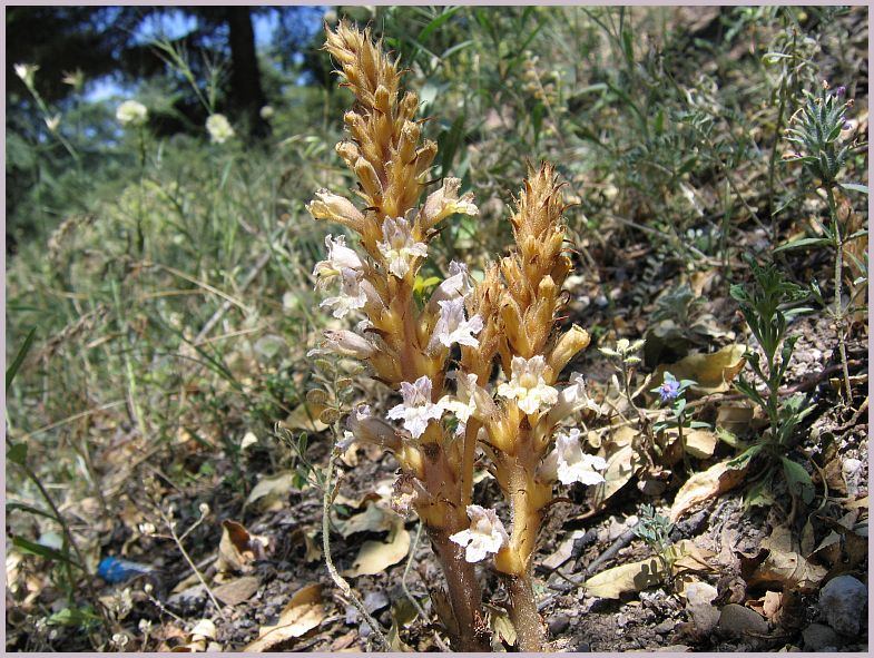 Ästige Sommerwurz (Orobanche ramosa)