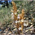 Ästige Sommerwurz (Orobanche ramosa)