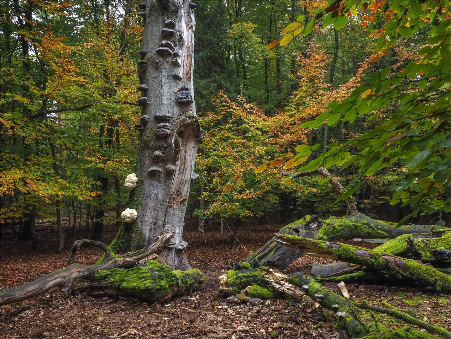 Ästige Stachelbärte  im Herbstwald