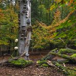 Ästige Stachelbärte  im Herbstwald