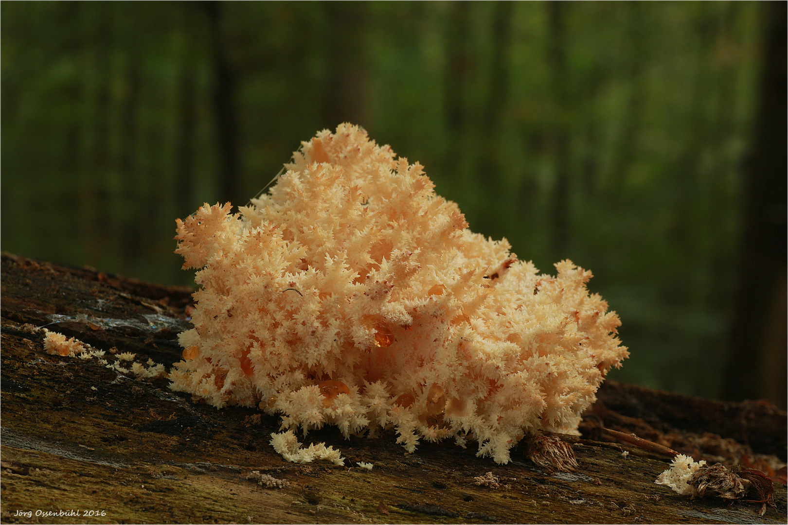  Ästige Stachelbart (Hericium coralloides)