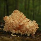  Ästige Stachelbart (Hericium coralloides)