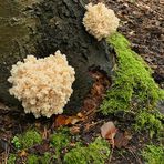 Ästiger Stachelbart - ein nicht gerade häufiger Pilz