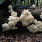 Ästiger Stachelbart Hericium coralloides 1