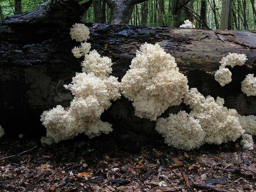 Ästiger Stachelbart Hericium coralloides 1