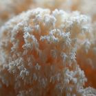 Ästiger Stachelbart (hericium coralloides)