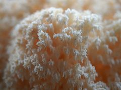 Ästiger Stachelbart (hericium coralloides)