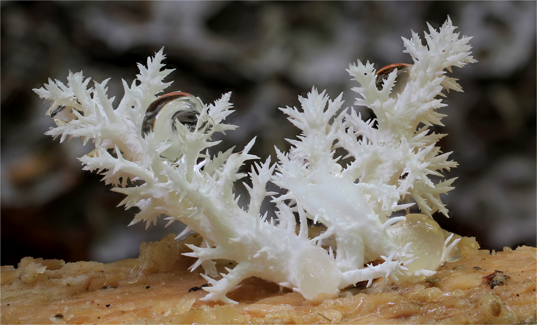 Ästiger Stachelbart (Hericium coralloides)