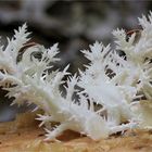 Ästiger Stachelbart (Hericium coralloides)