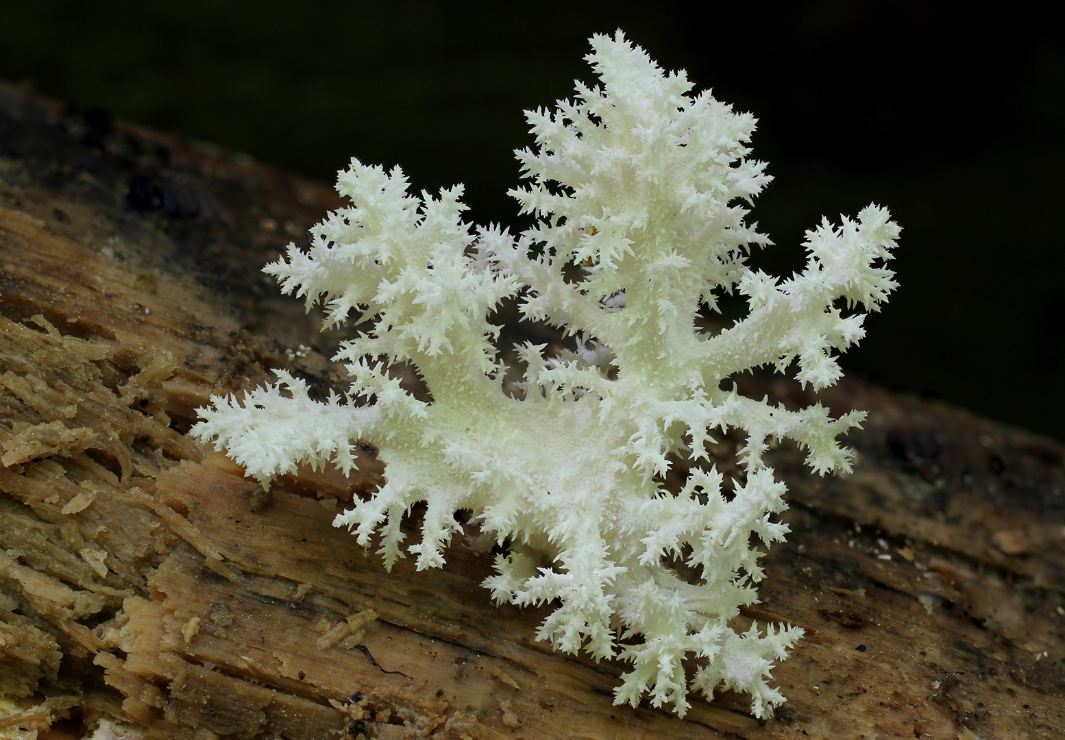 Ästiger Stachelbart (Hericium coralloides)