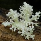 Ästiger Stachelbart (Hericium coralloides)