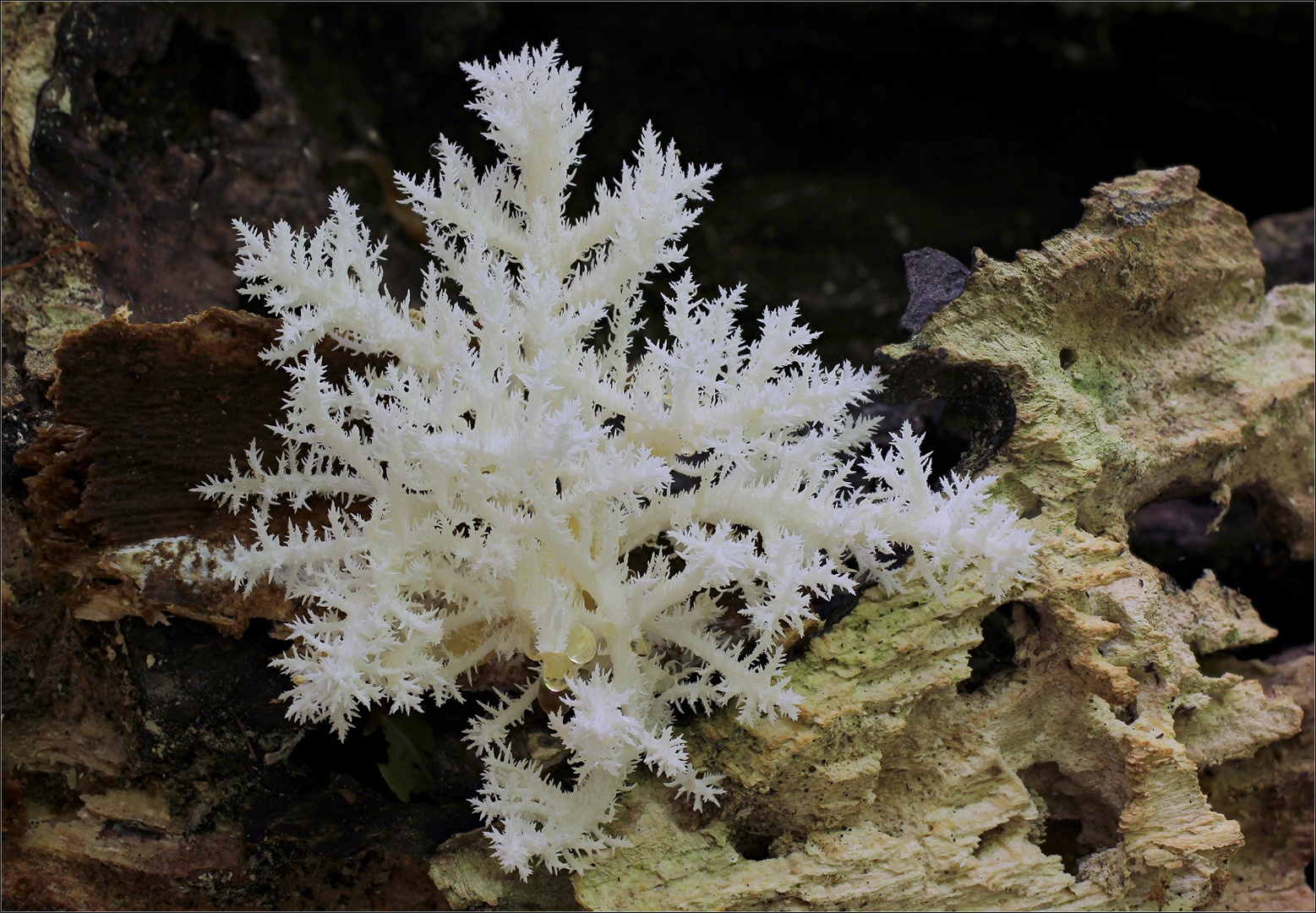 Ästiger Stachelbart (Hericium coralloides)