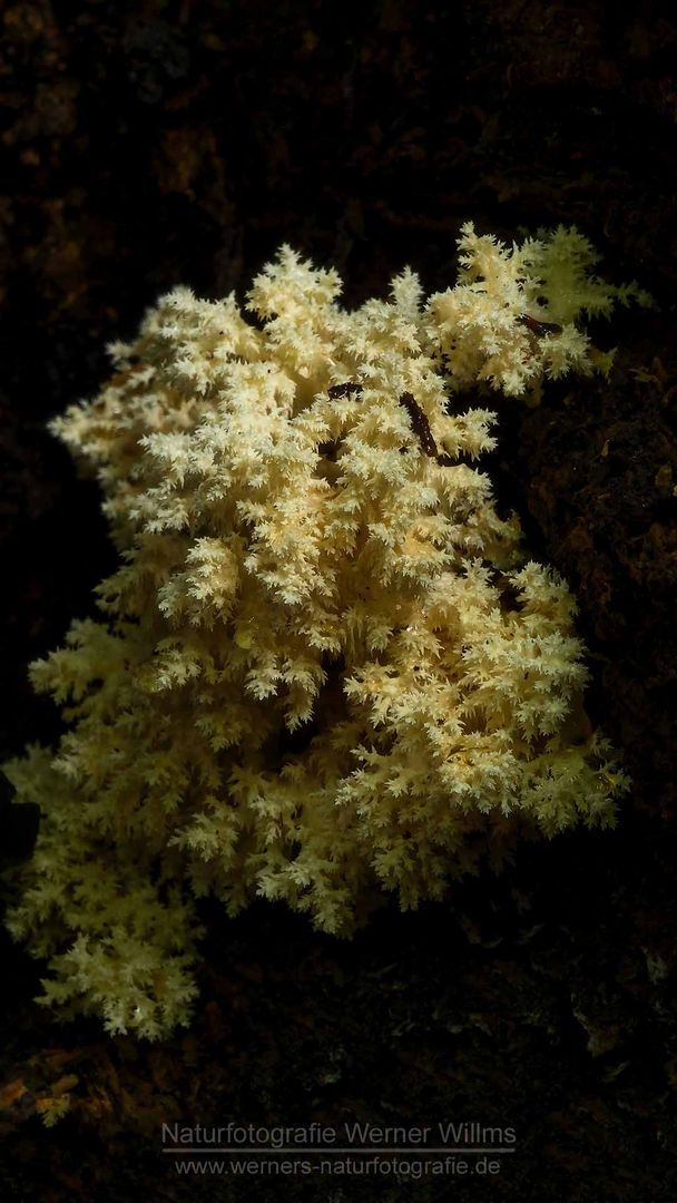 Ästiger Stachelbart (Hericium coralloides)  