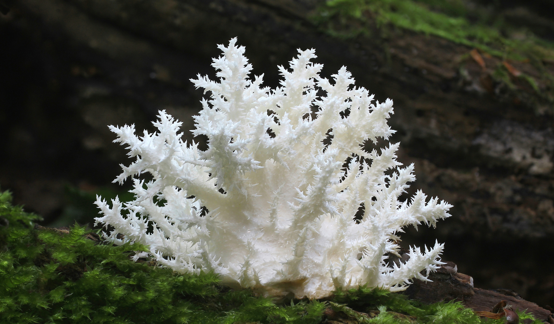 Ästiger Stachelbart (Hericium coralloides)