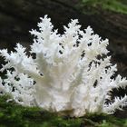 Ästiger Stachelbart (Hericium coralloides)