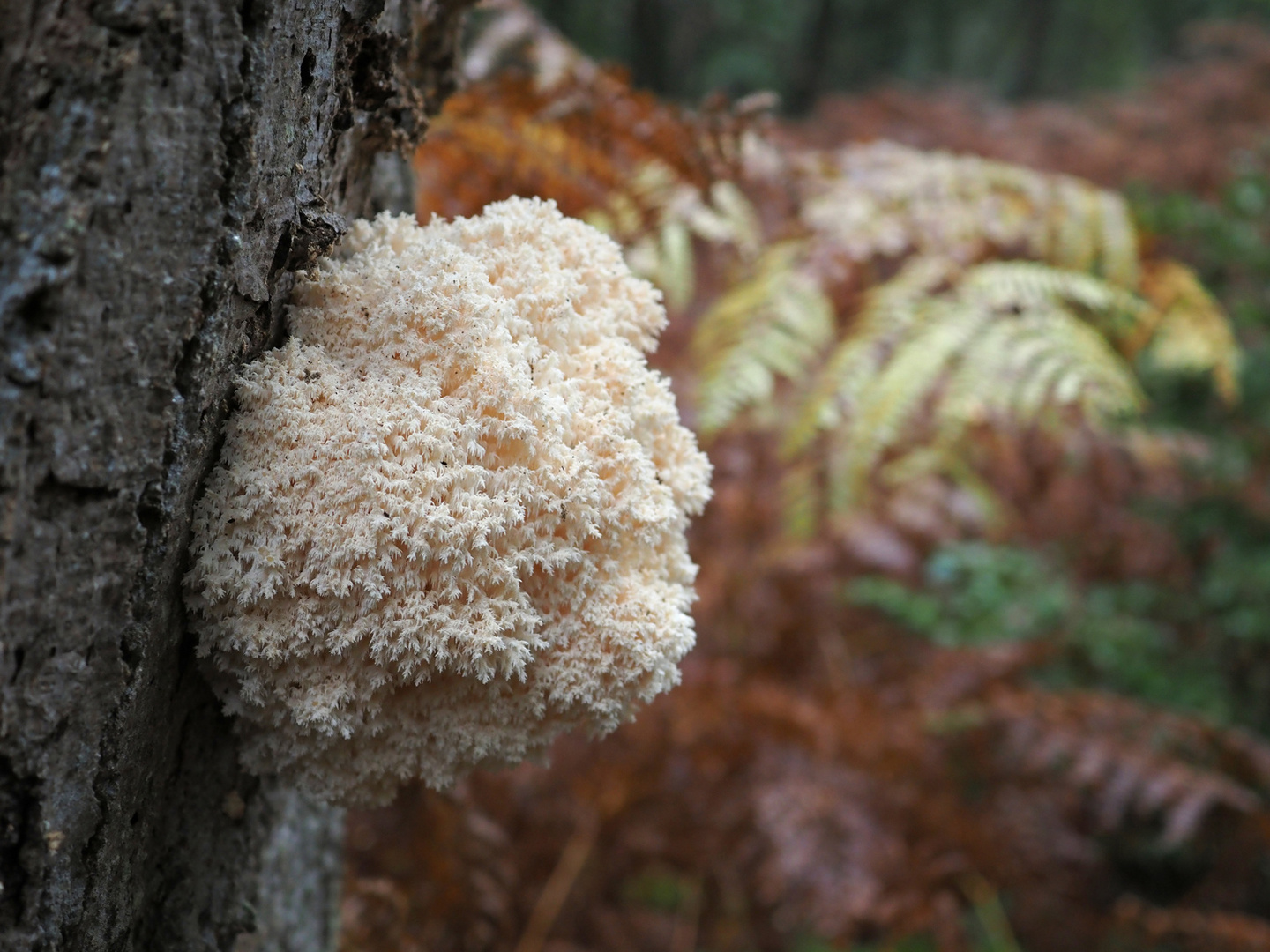 Ästiger Stachelbart (hericium coralloides)