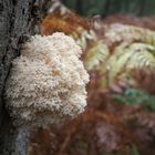 Ästiger Stachelbart (hericium coralloides)