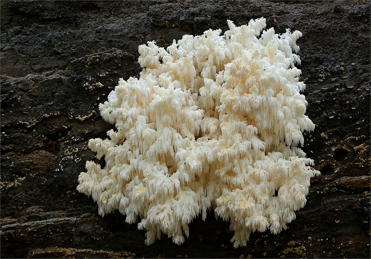 Ästiger Stachelbart (Hericium coralloides)