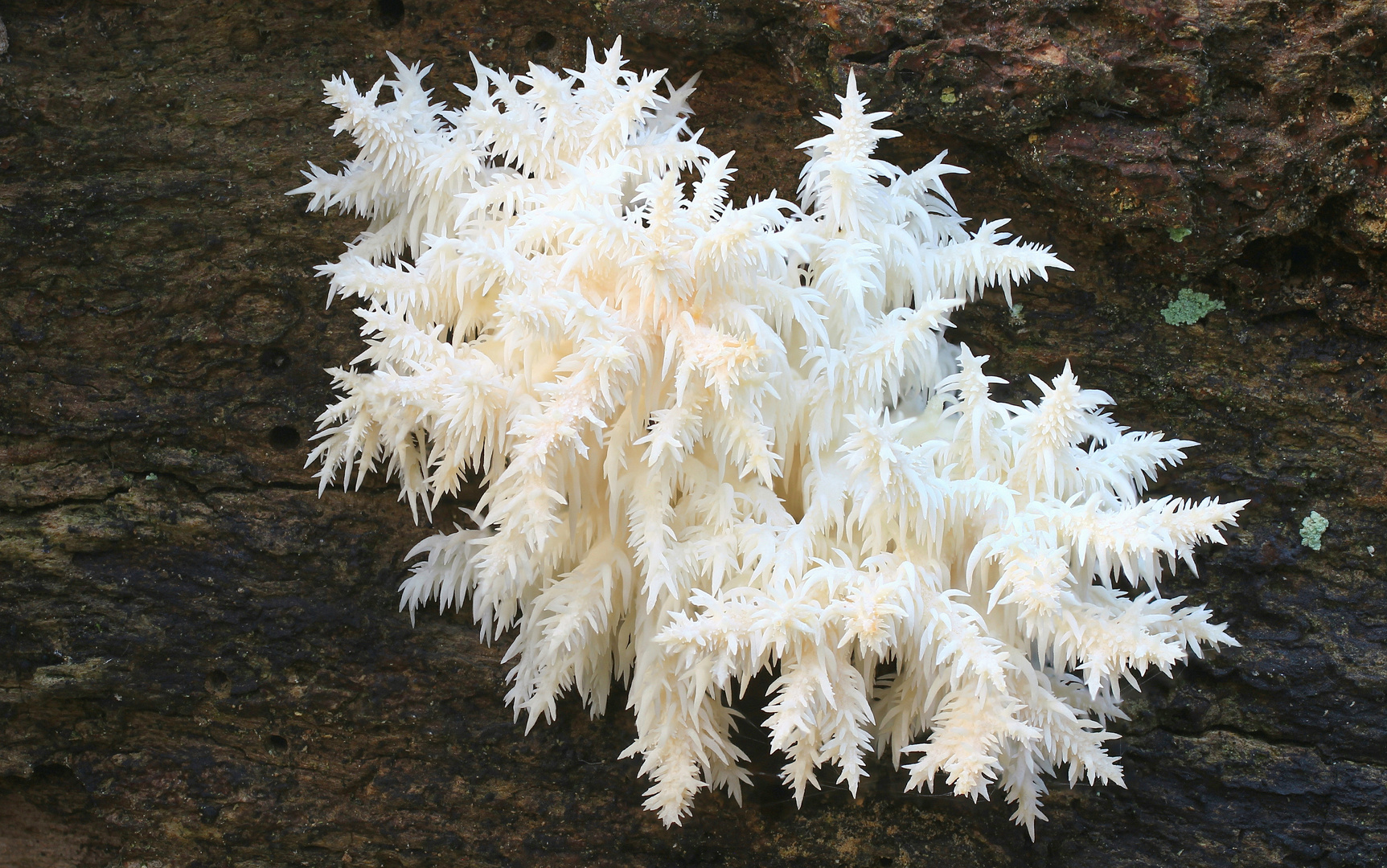 Ästiger Stachelbart (Hericium coralloides)