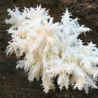 Ästiger Stachelbart (Hericium coralloides)