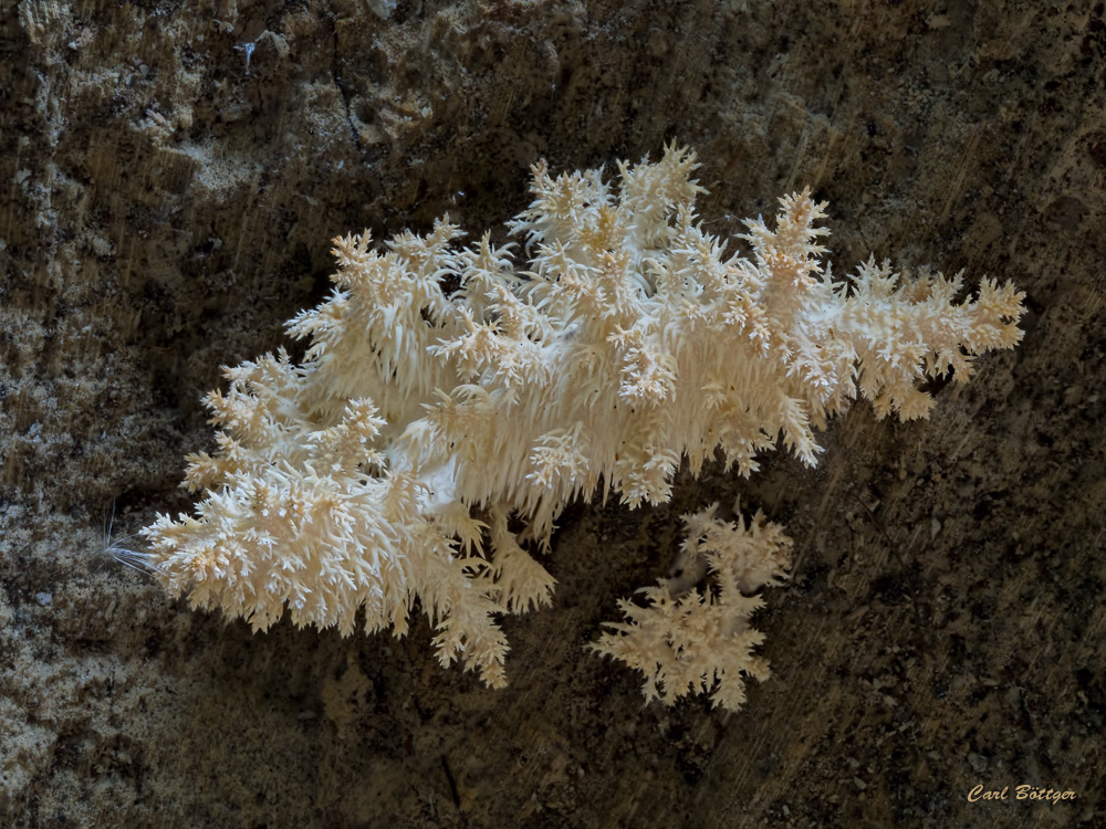 Ästiger Stachelbart (Hericium coralloides) I