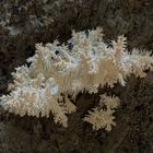 Ästiger Stachelbart (Hericium coralloides) I