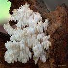 Ästiger Stachelbart (Hericium coralloides) II