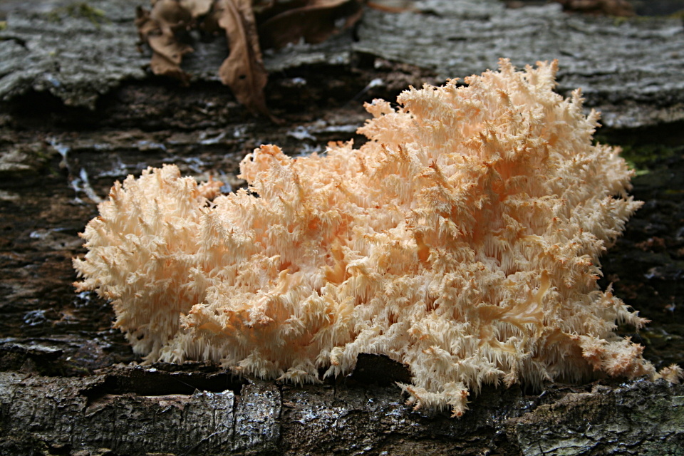 Ästiger Stachelbart (II)