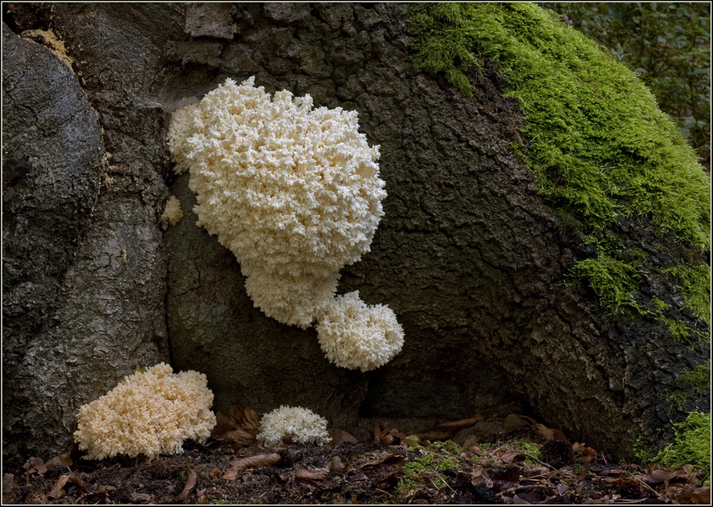 Ästiger Stachelbart........Hericium coralloides