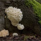 Ästiger Stachelbart........Hericium coralloides