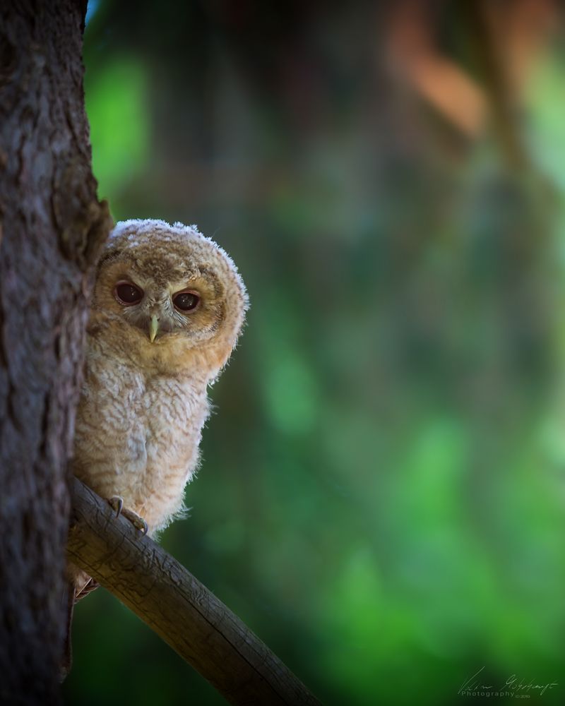 Ästling Foto & Bild tiere, wildlife, wild lebende vögel Bilder auf