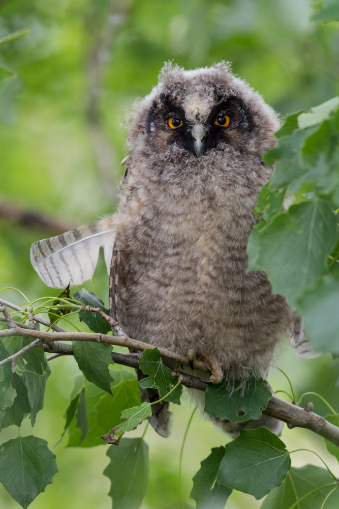 "Ästling" der Waldohreule (Asio otus)