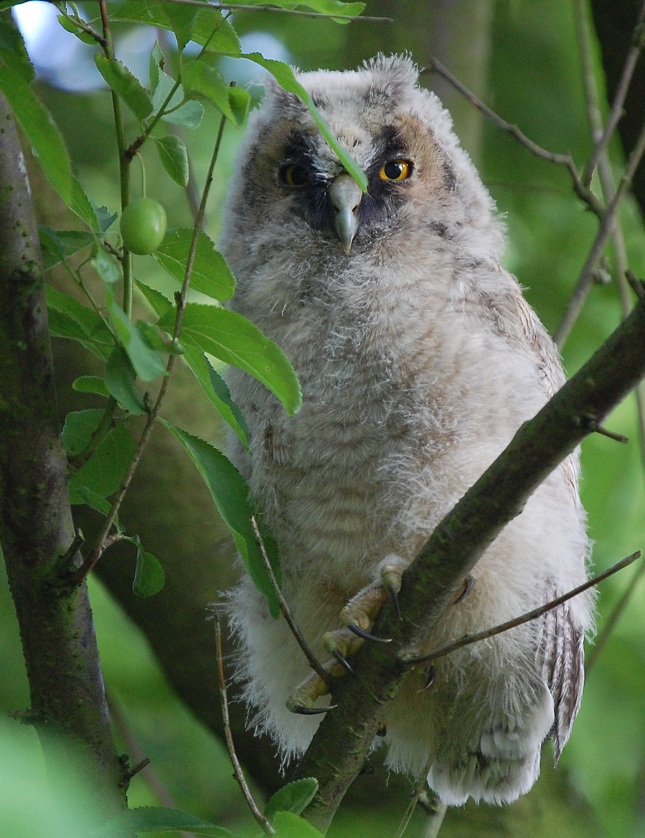 Ästling der Waldohreule in Mirabellenbaum