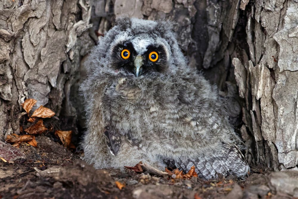 Ästling - Waldohreule ( Asio otus)