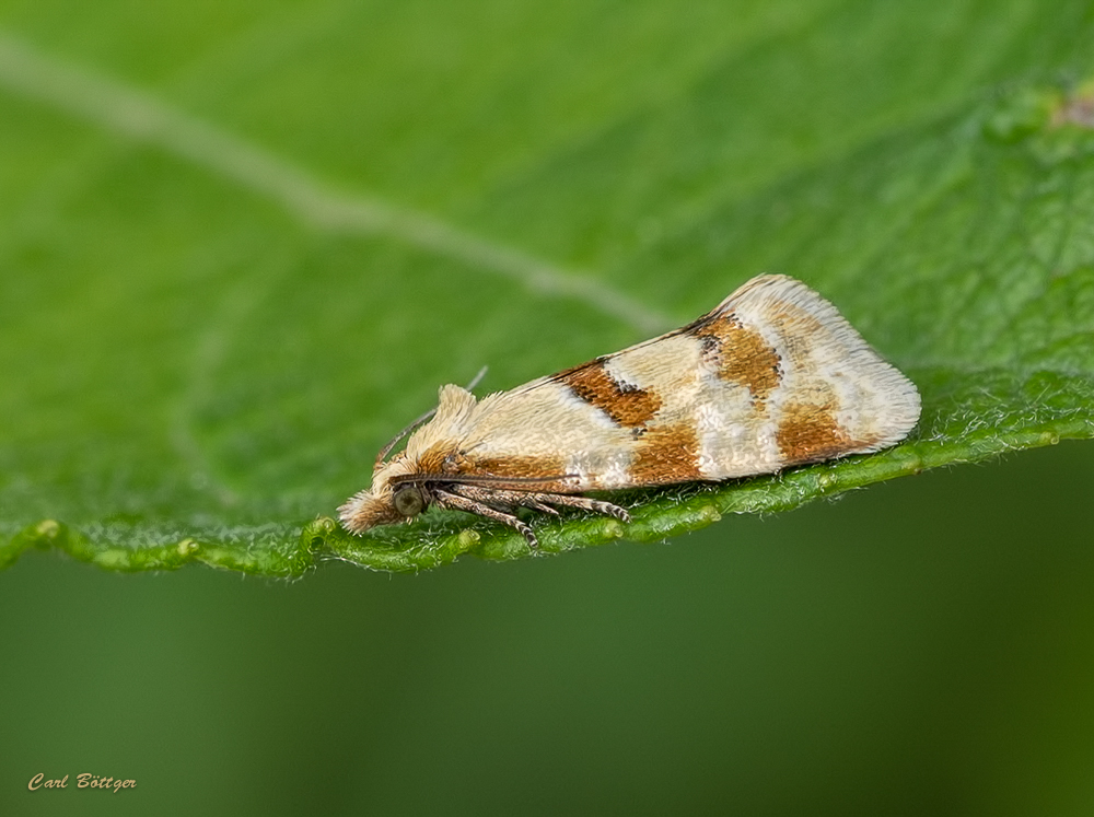 Aethes cnicana