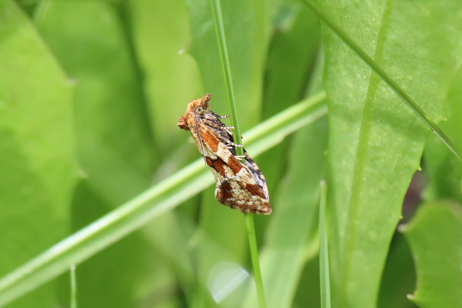 Aethes hartmanniana