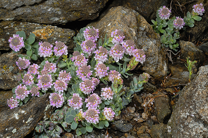 Aethionema thomasianum