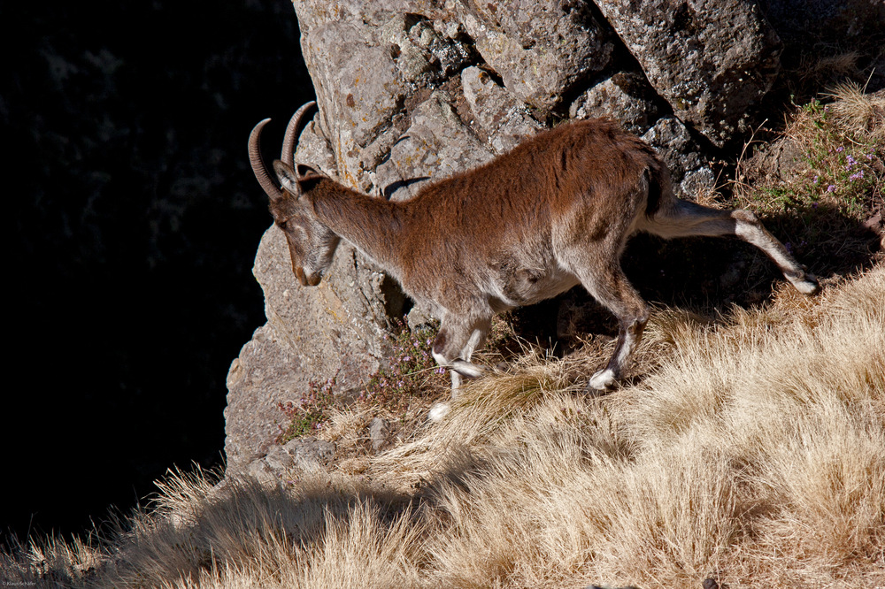 Äthiopien - Äthiopischer Steinbock (1)