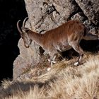 Äthiopien - Äthiopischer Steinbock (1)