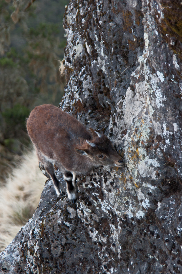 Äthiopien - Äthiopischer Steinbock (2)