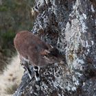 Äthiopien - Äthiopischer Steinbock (2)