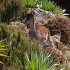 Äthiopien - Äthiopischer Steinbock (4)