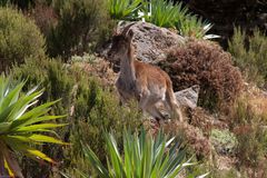 Äthiopien - Äthiopischer Steinbock (4)