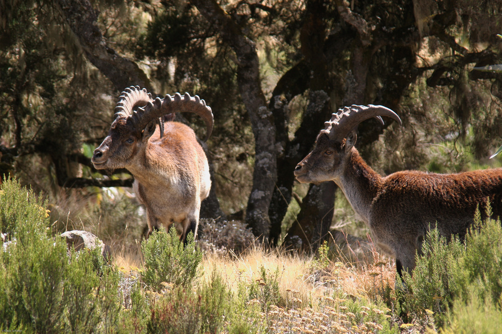 Äthiopien - Äthiopischer Steinbock (5)