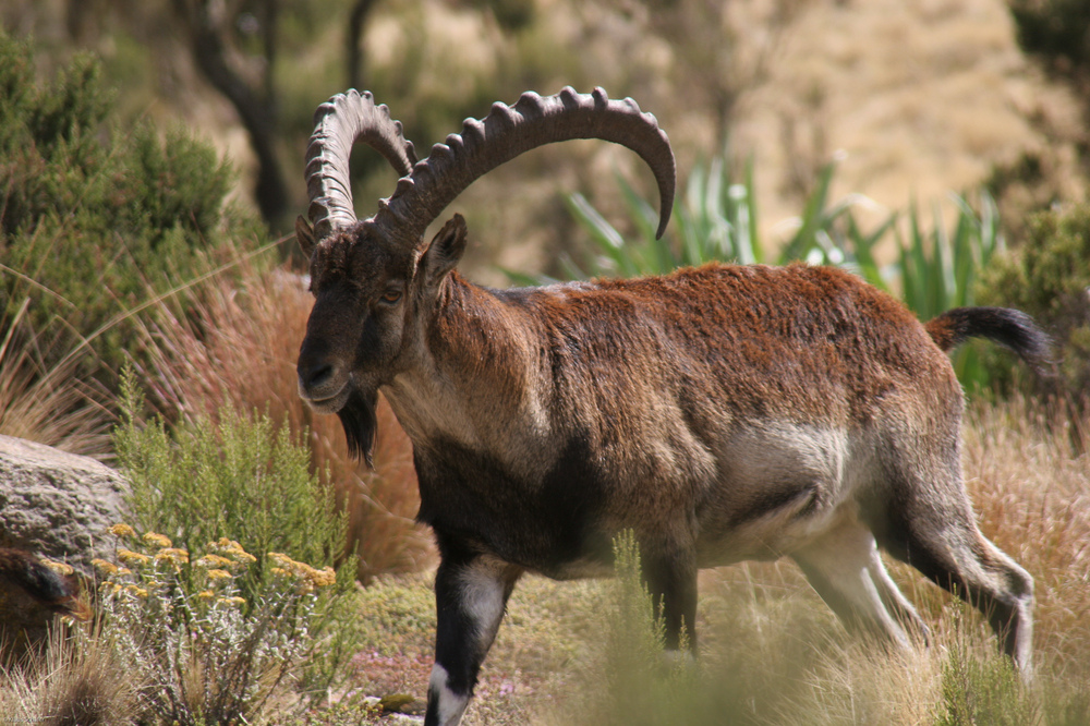 Äthiopien - Äthiopischer Steinbock (6)