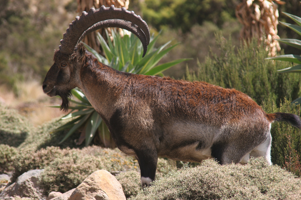 Äthiopien - Äthiopischer Steinbock (7)