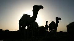 Äthiopien - Kamele im Gegenlicht (1)