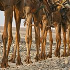 Äthiopien - Kamelkarawanen auf dem Rückweg vom Salzsee (7)
